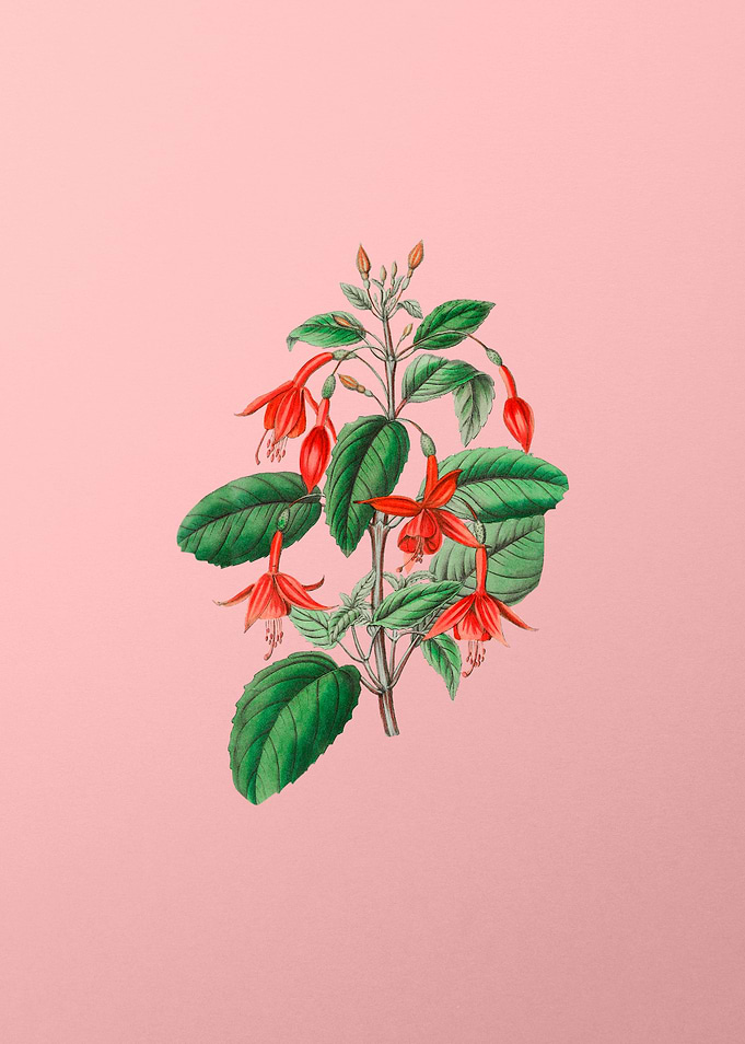 Fuchsia Flower Branch