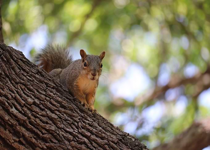 squirrel head tree eye
