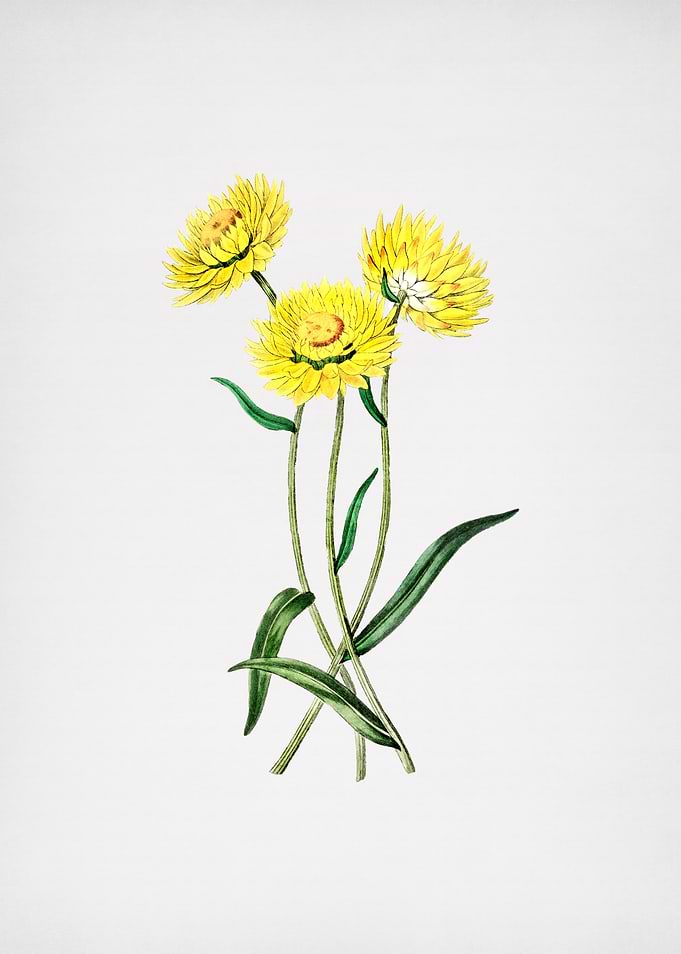 Helichrysum Flower Branch