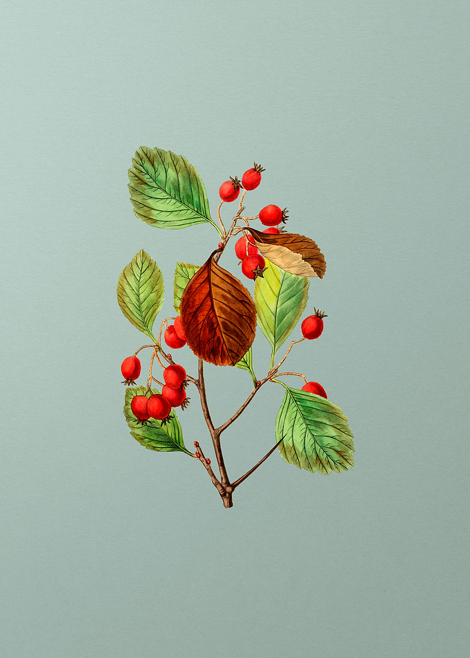 Plum Leaved Thorn Flower