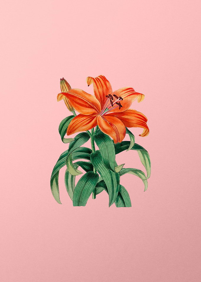 Vintage Orange Lily