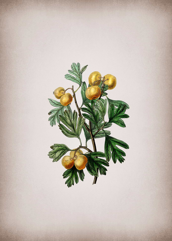 Aronia Thorn Flower