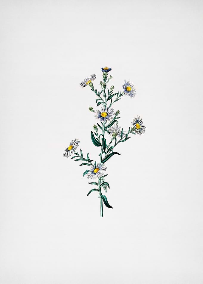 Glaucous Aster Flower