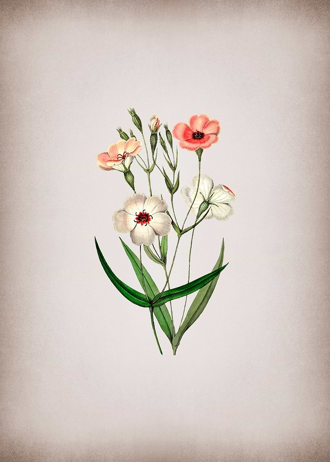 Dark Eyed Viscaria Flower
