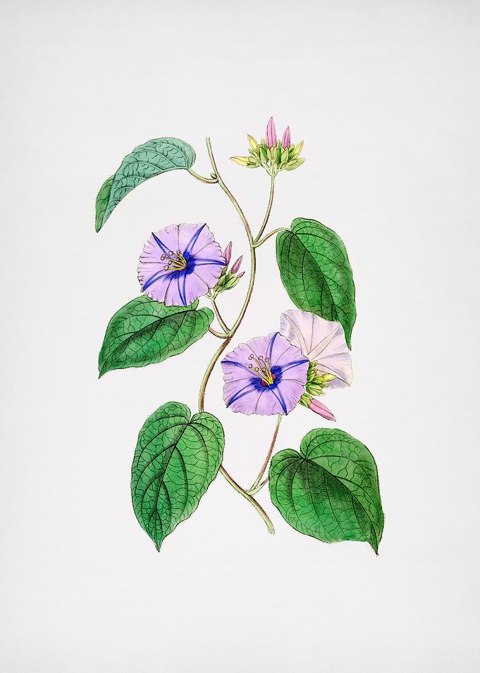 Hoary Jacquemontia Flower