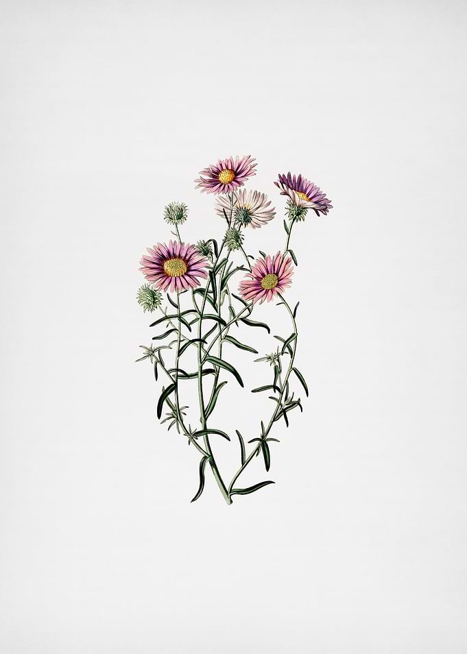 Hoary Diplopappus Flower