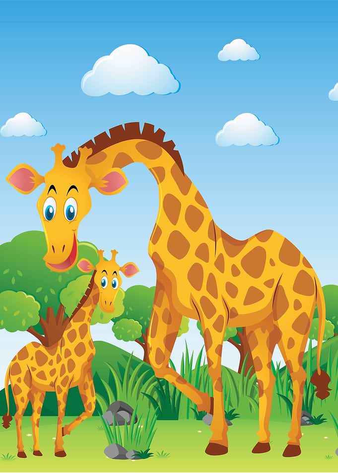 Giraffe animal