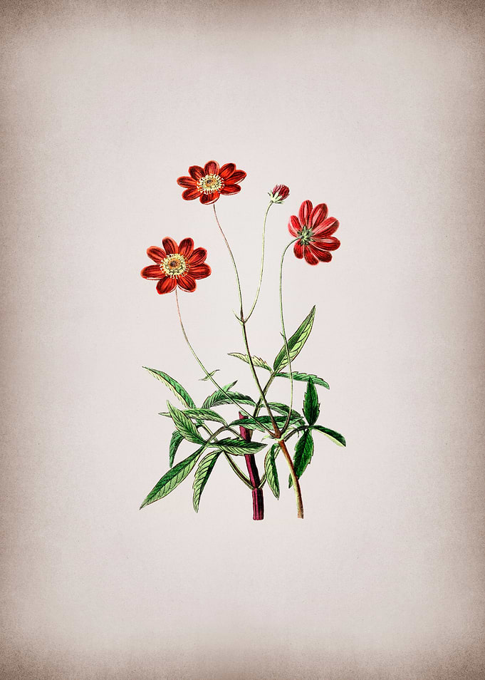 Cosmos Flower Branch