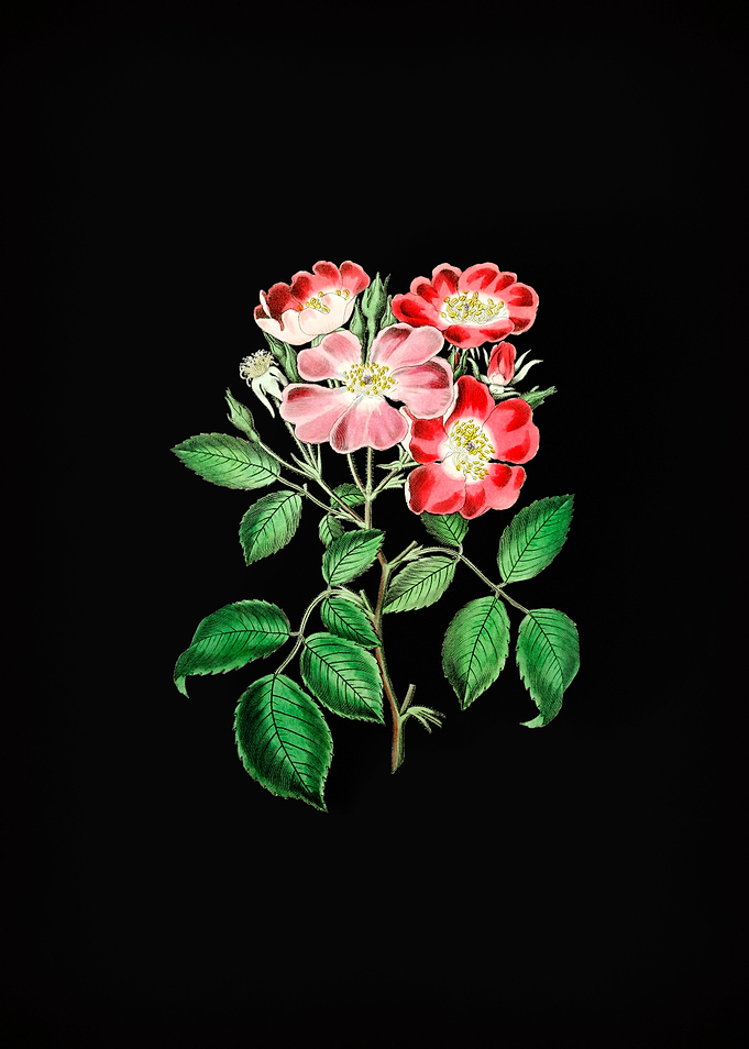 Rose Clare Flower on Black