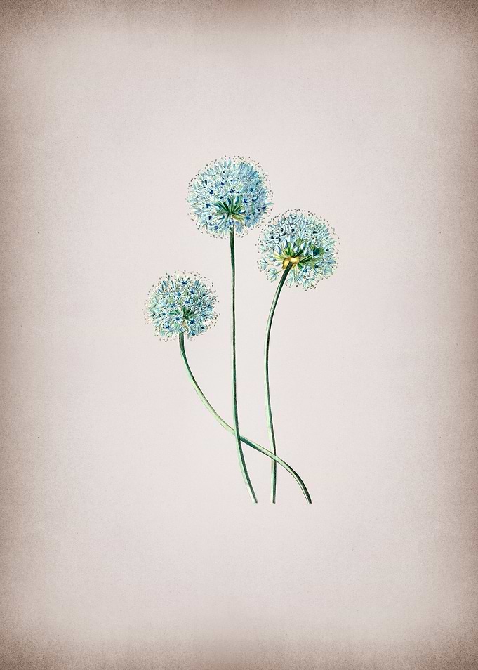 Blue Leek Flower Branch