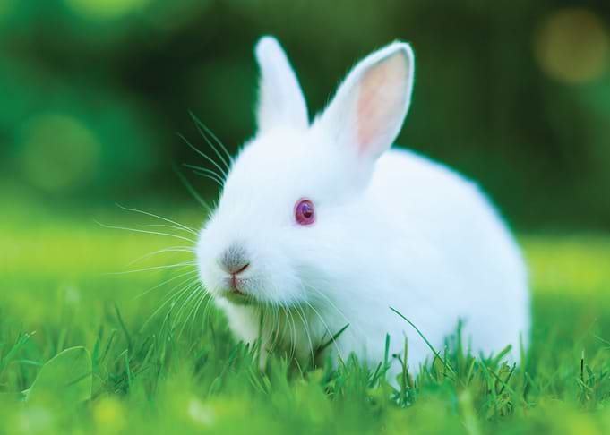 Rabbit