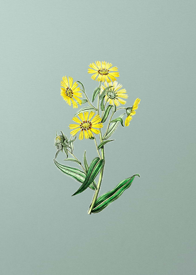 Madia Flower on Mint