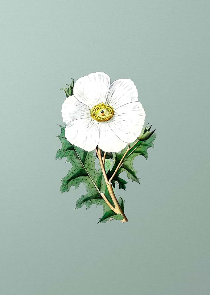 Mexican Poppy Flower
