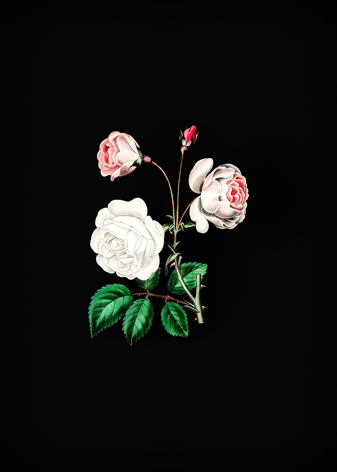 Ruga Rose Flower on Black