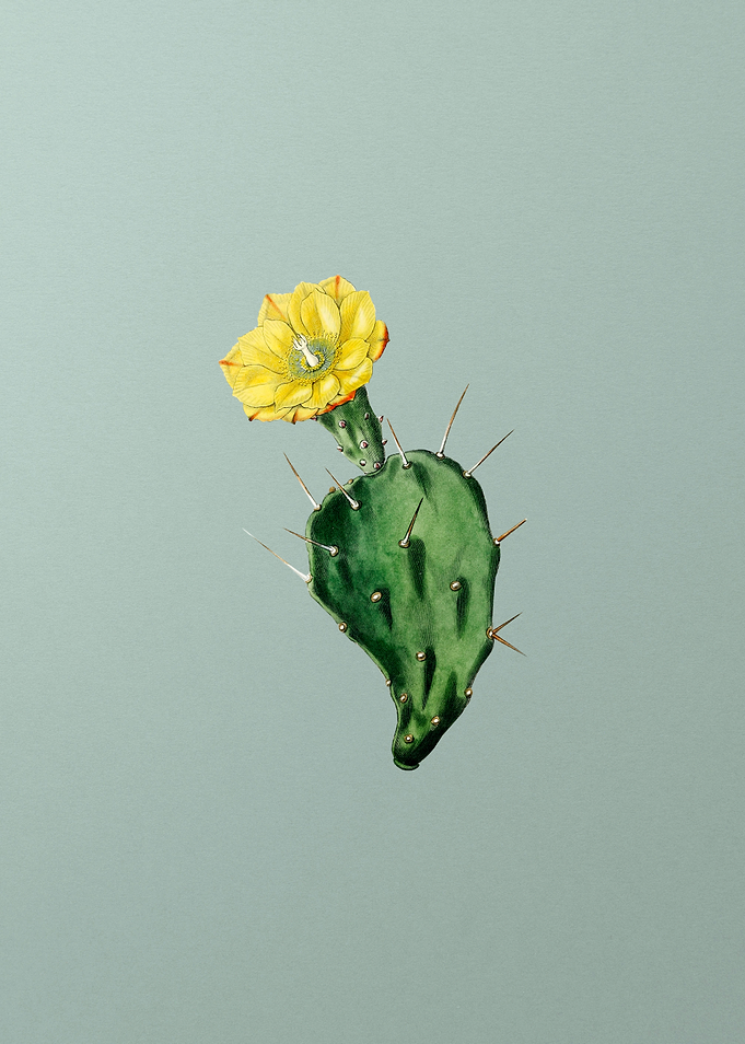 One Spined Opuntia Flower