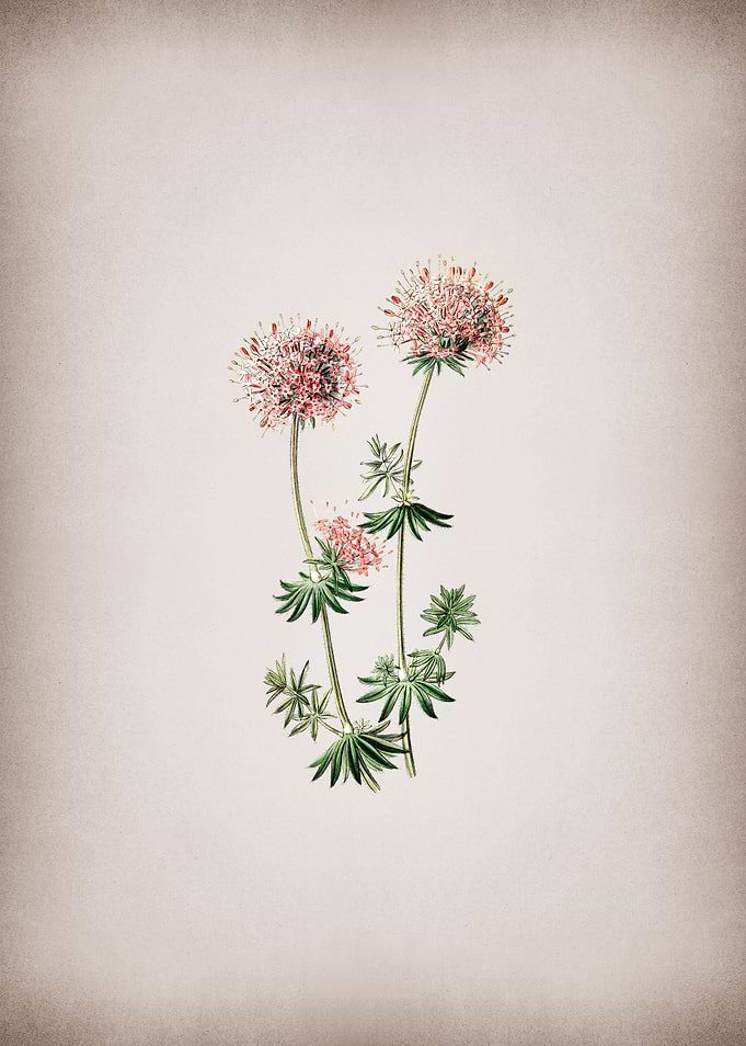 Crucianella Flower Branch