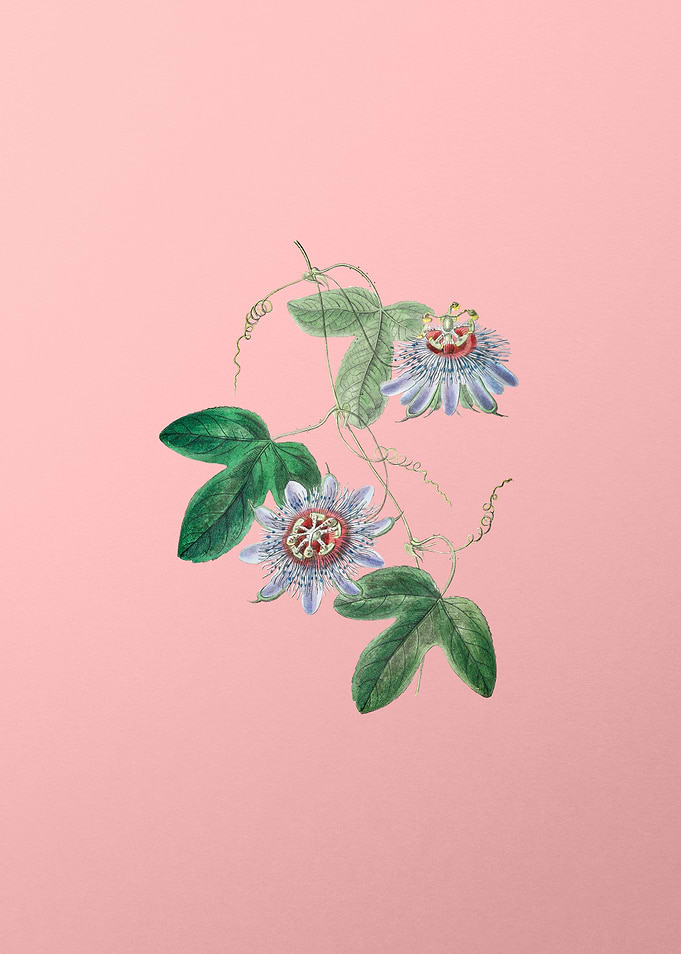 Passion Flower on Pink