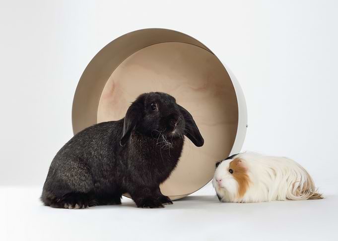 Rabbit