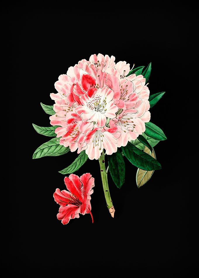 Rhododendron Flower