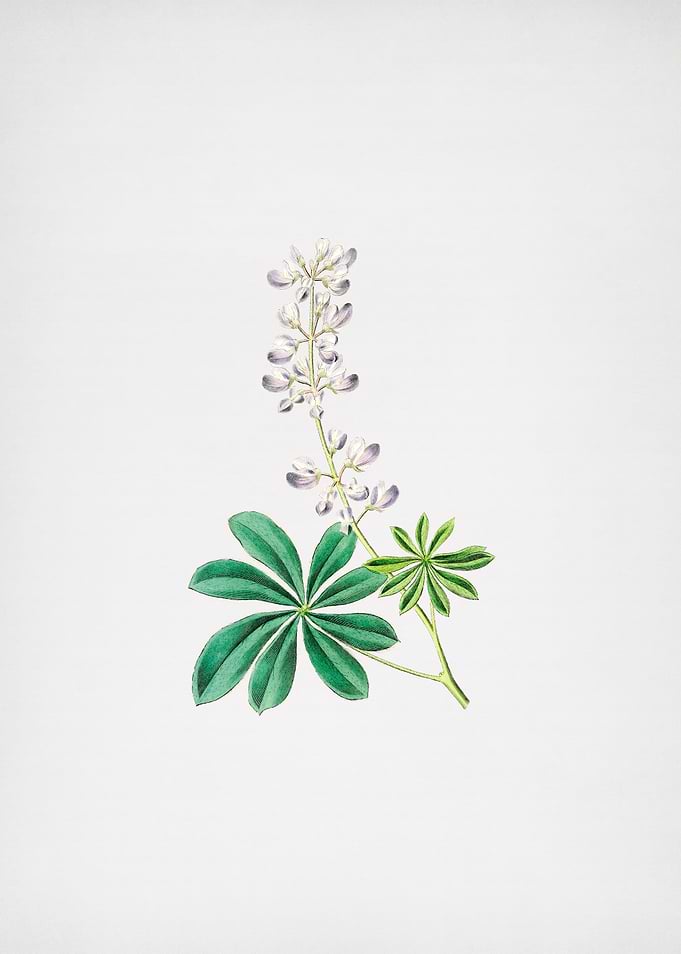 Half Shrubby Lupine Flower