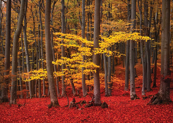 Autumn
