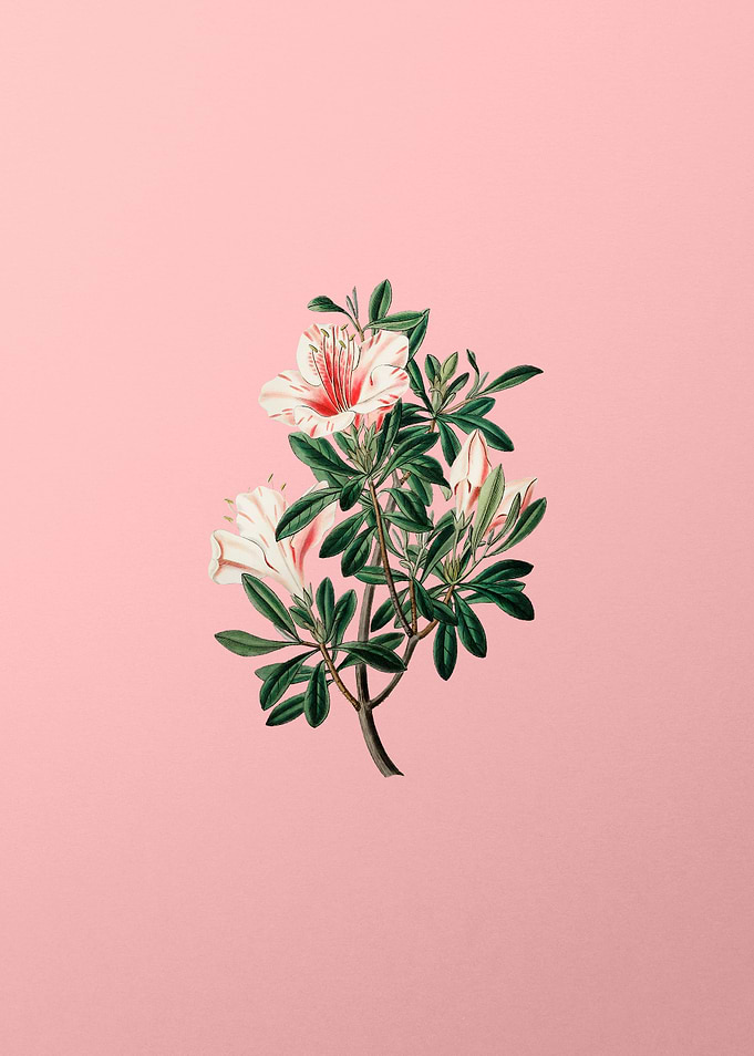 Variegated Chinese Azalea