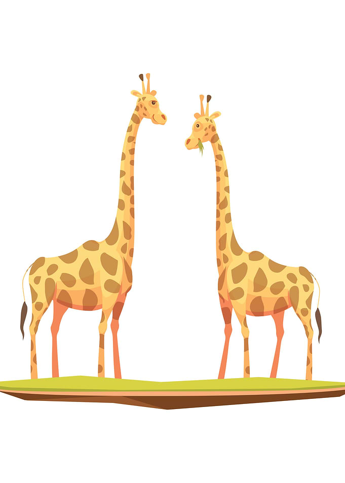 Giraffe animal