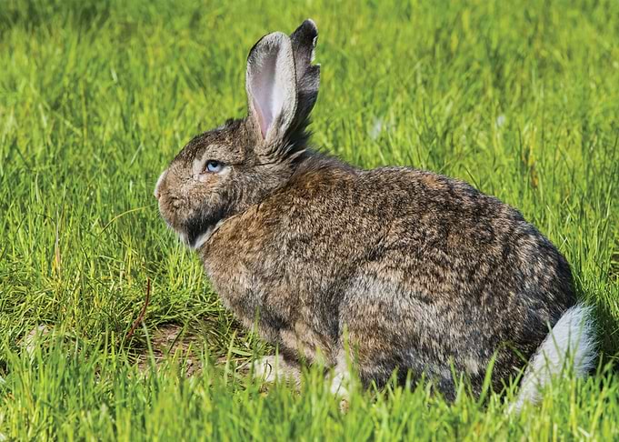 Rabbit