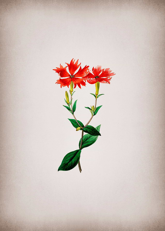 Bunges Lychnis Flower