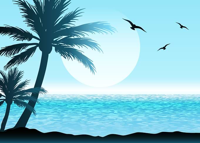 palm tree