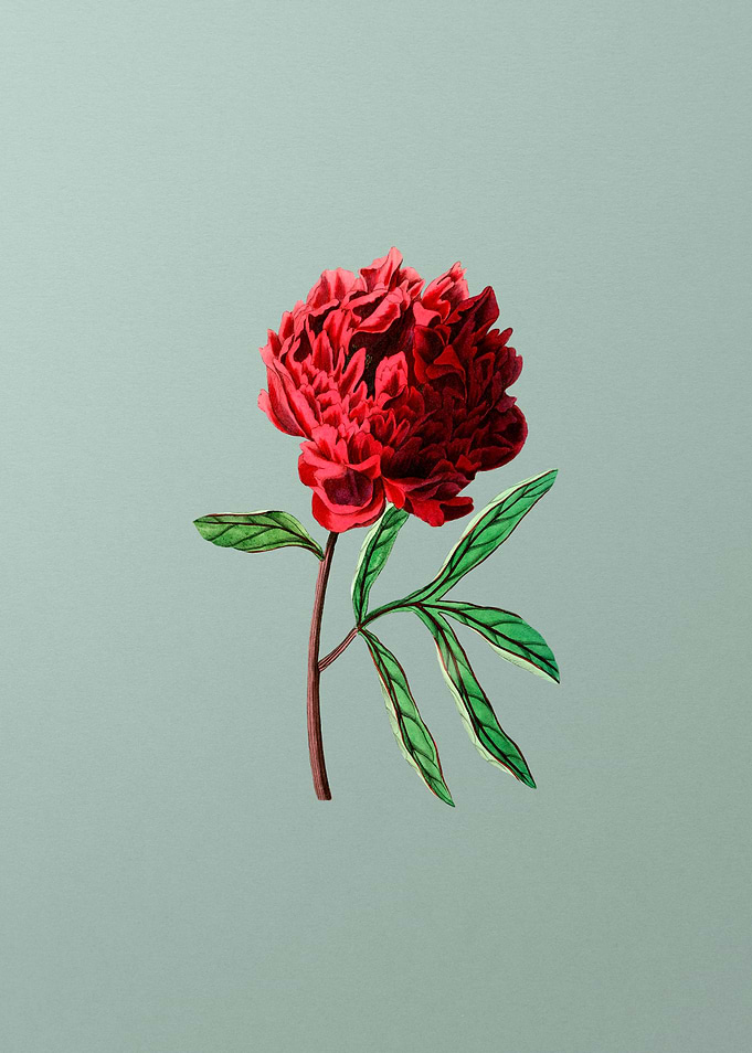 Potts Chinese Peony