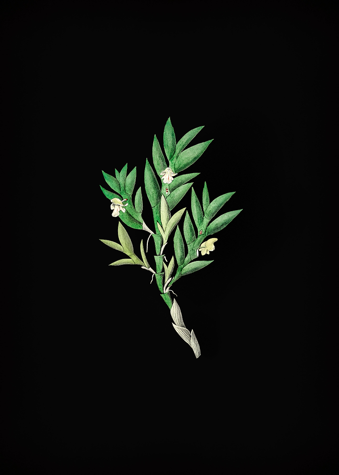 Two Edge Dendrobium Flower
