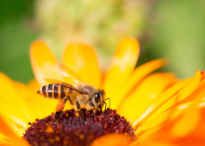 Bee
