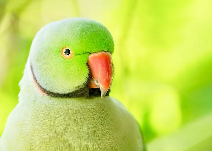 Parrot