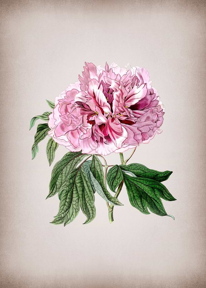 Double Curled Tree Peony