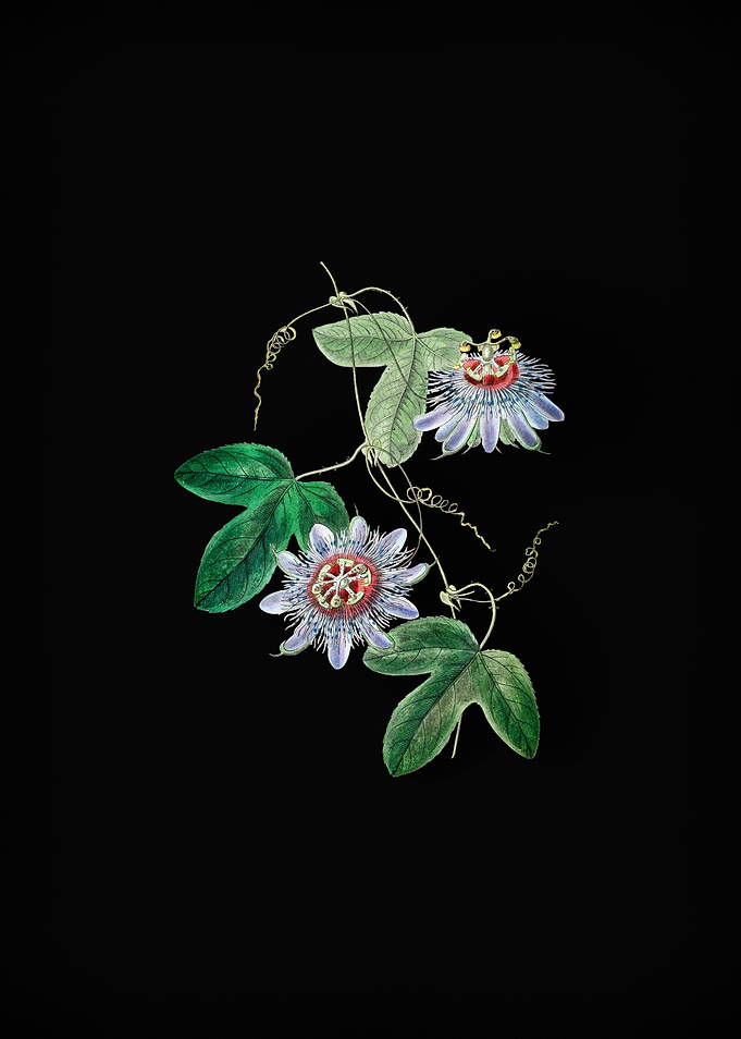 Vintage Passion Flower