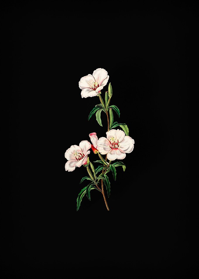 Wine Stained Godetia Flowe