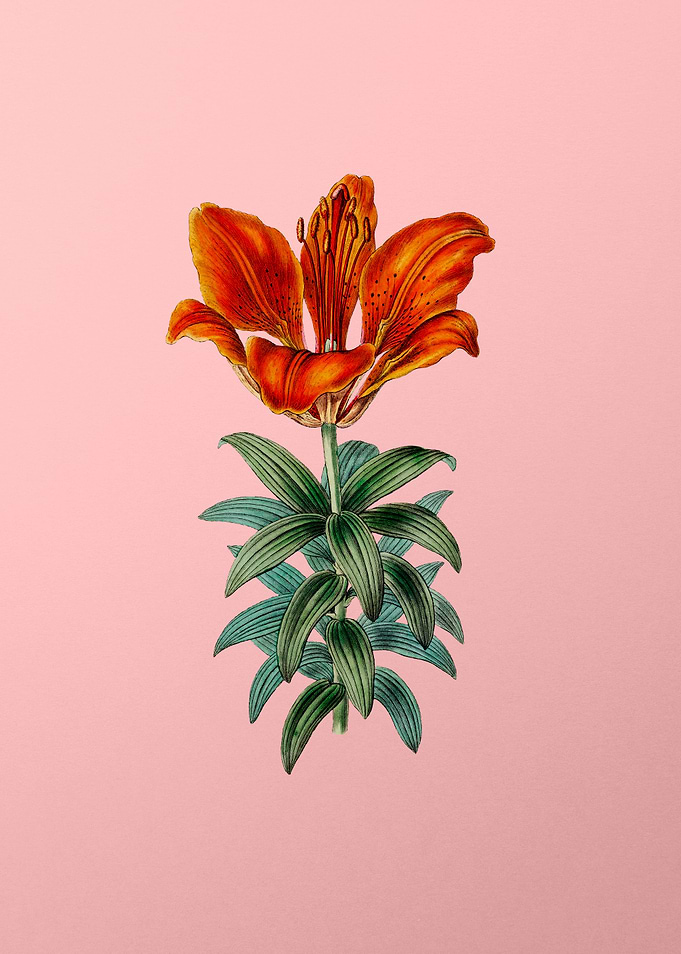Blood Red Lily Flower