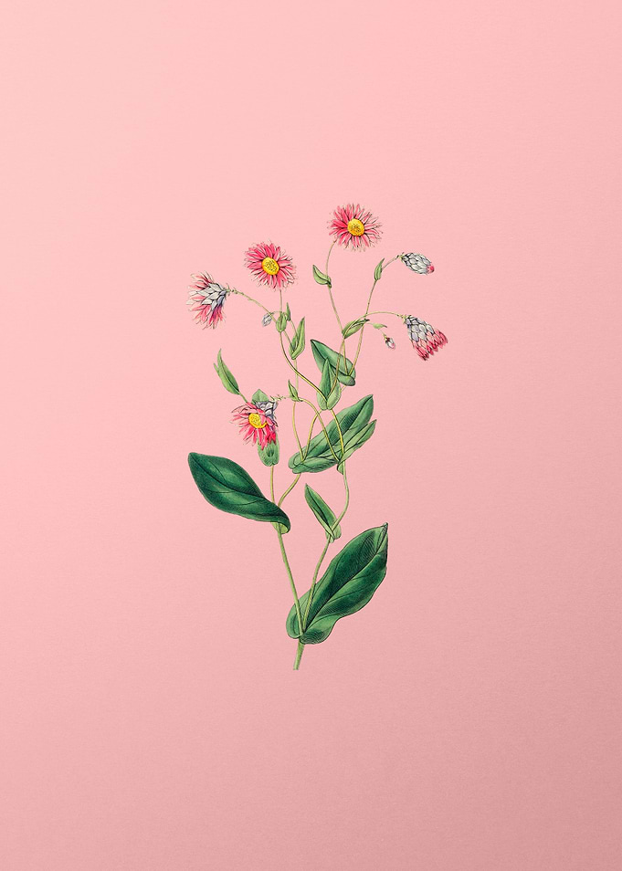 Vintage Rhodanthe on Pink