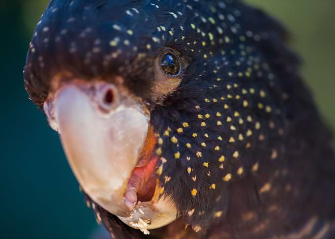 Parrot