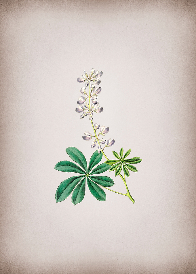 Half Shrubby Lupine Flower