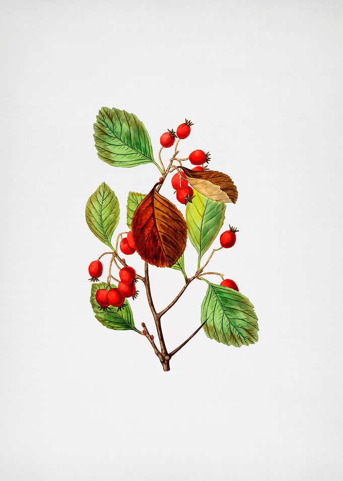 Plum Leaved Thorn Flower