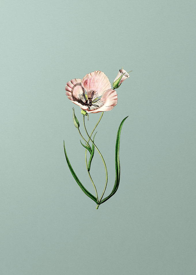 Satiny Calochortus Flower