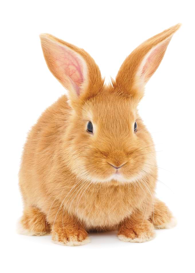 Rabbit