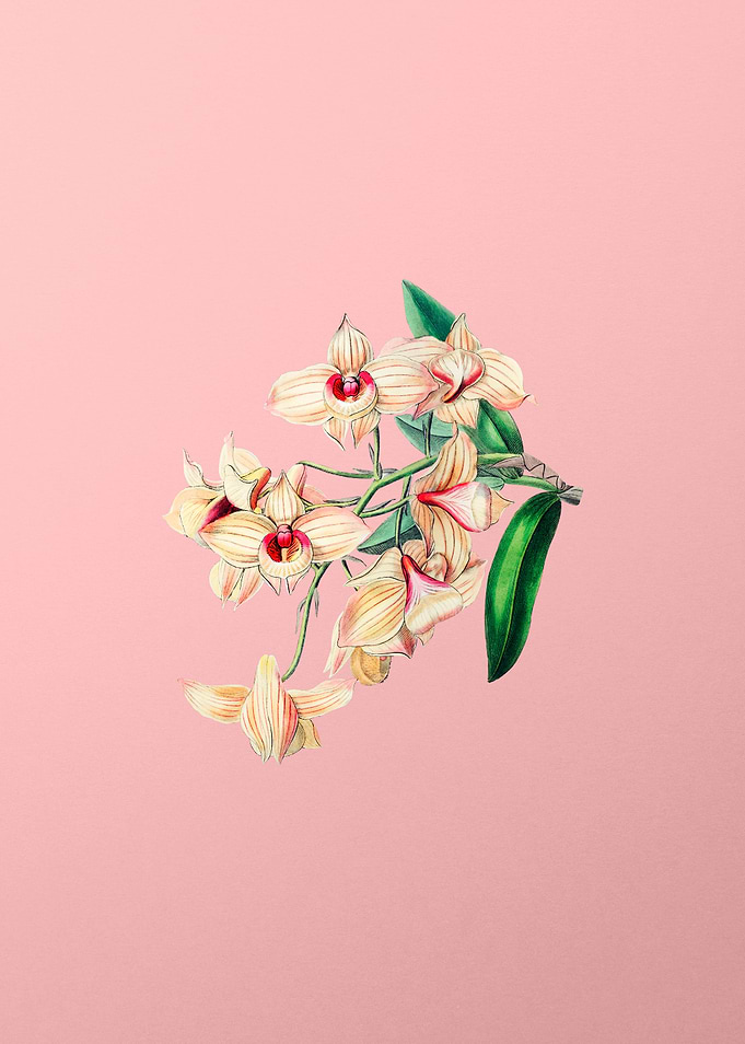 Copper Coloured Dendrobium