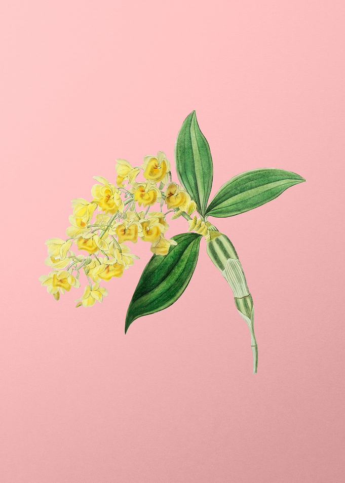 Dense Flowered Dendrobium