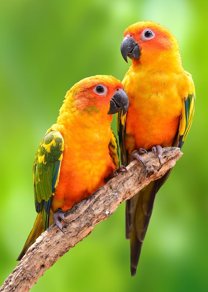 Parrot