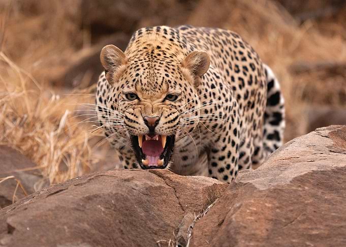 Leopard