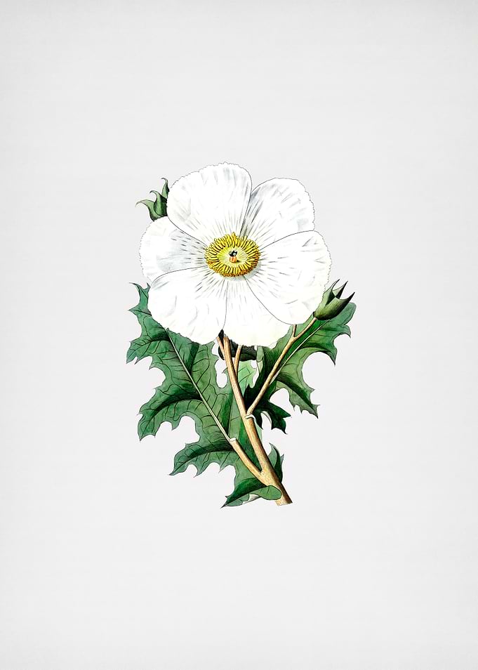 Mexican Poppy Flower