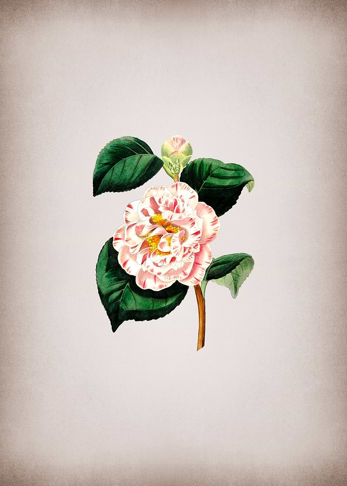 Grays Invincible Camellia